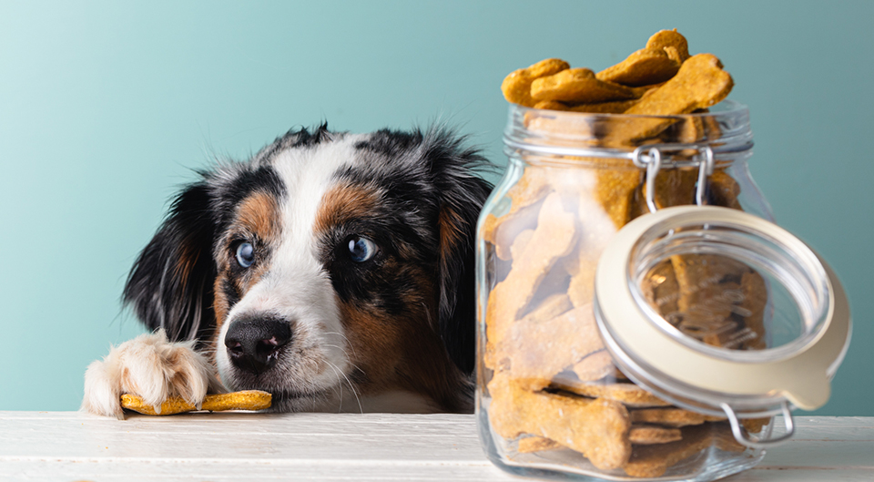 Easy Homemade Dog Treats